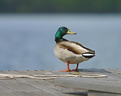 IMG_3907.jpg