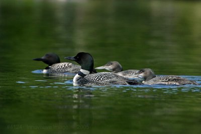 IMG_4124.jpg