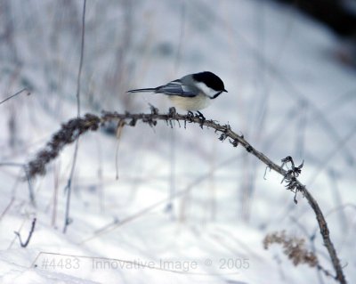 IMG_4483.jpg