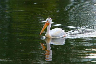 IMG_4528.jpg