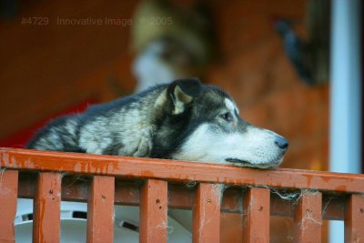 IMG_4729.jpg