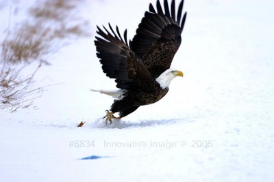 IMG_6834.jpg