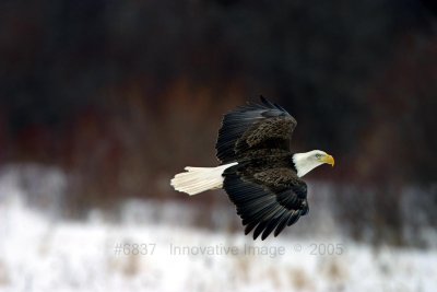 IMG_6837.jpg