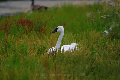 IMG_7940.jpg