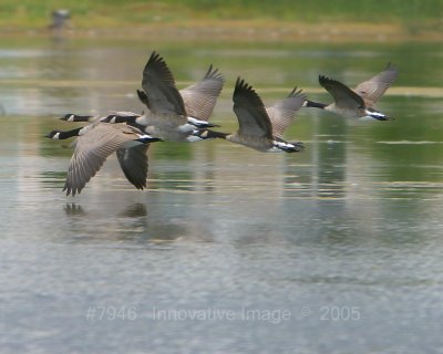 IMG_7946.jpg