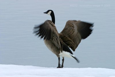 IMG_8213.jpg