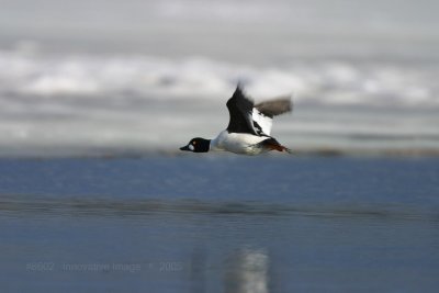 IMG_8602.jpg
