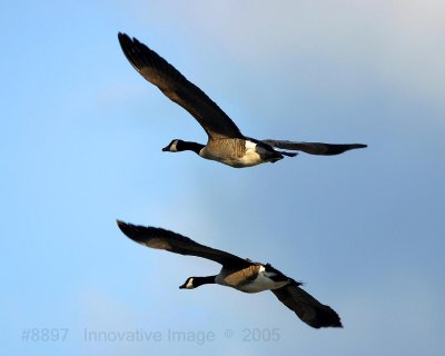 IMG_8897.jpg