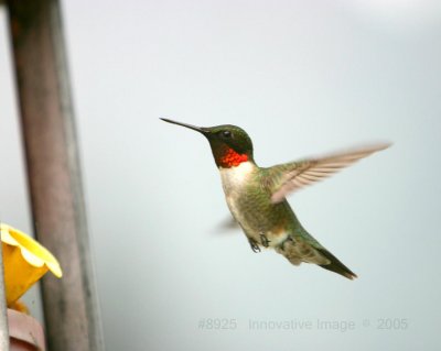 IMG_8925.jpg
