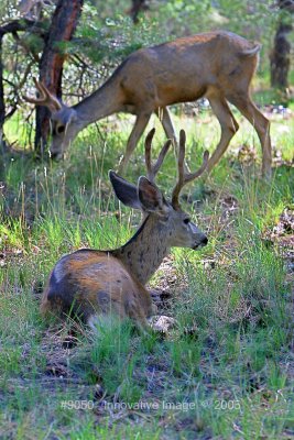 IMG_9050.jpg
