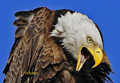 eagles_2011