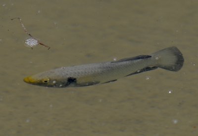 Male longnose killifish _JCP6432.jpg