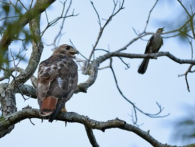 _JCP8334.jpg Redtail hawk Savannah