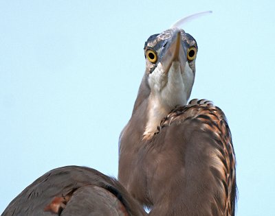 _JCP8972 crop72.jpg
