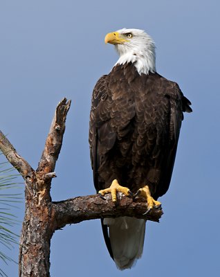_DSC0352 crop.jpg