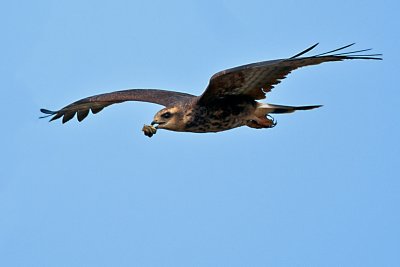 _DSC0795.jpg