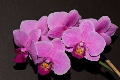 GHOST ORCHID-FLOWERS