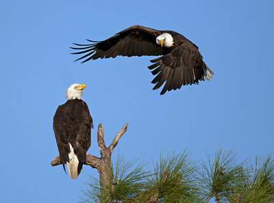 EAGLES_2012
