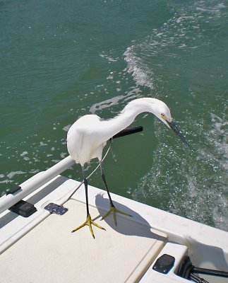 what-no fish.jpg