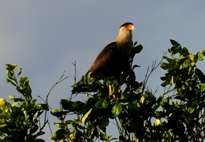 NIKON D300