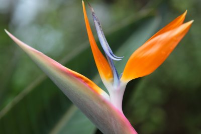 Bird in Paradise