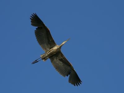 great blue heron.jpg