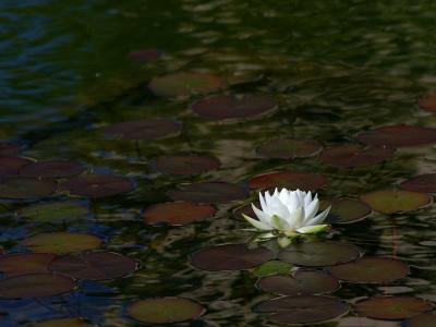 water lily.jpg