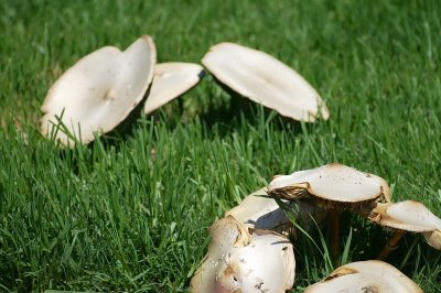 mushrooms.jpg