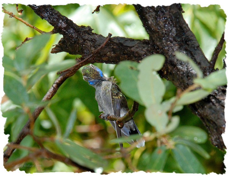 Male Blue -Throated cleaning himself after the rain / Miller Canyon