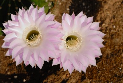 Cactus Bloom