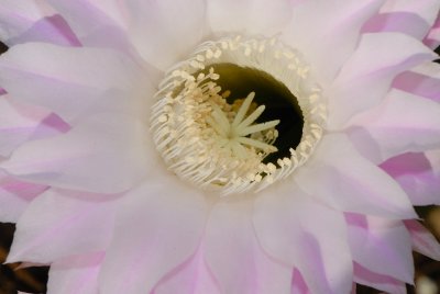 Cactus Bloom