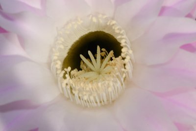 Cactus Bloom
