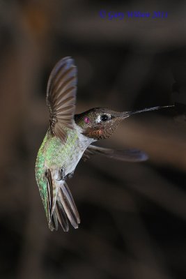 Hummingbirds in Flight
