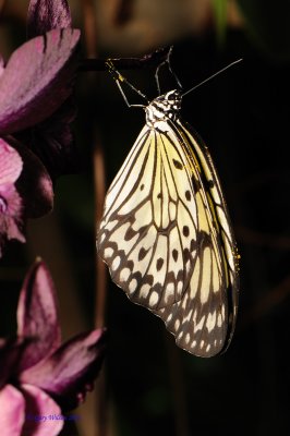Paper Kite Butterfly House, Missouri