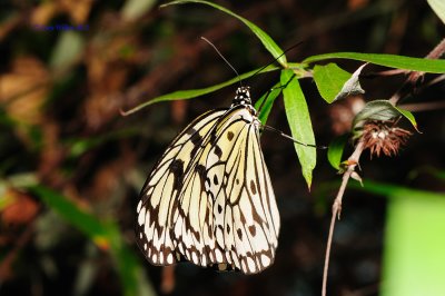 Paper Kite/Butterfly House, Missouri