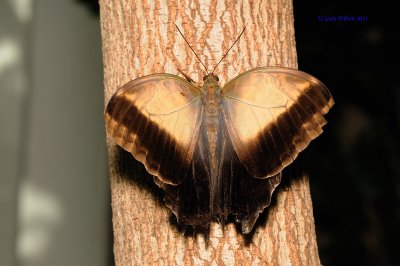 Pale Owl Butterfly/Butterfly House, Missouri