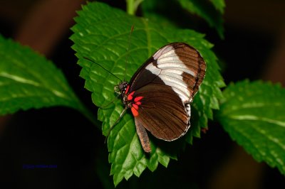 Sapho Longwing /Butterfly House, Missouri