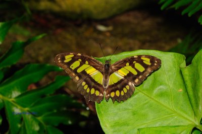 The Malachite/Butterfly House, Missouri