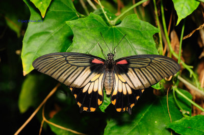 Great Yellow Mormon/Butterfly House, Missouri