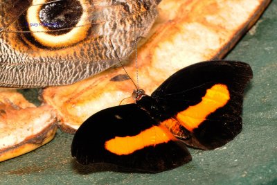 Surinamese Shoemaker/Butterfly House, Missouri