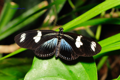 Doris Longwing(Blue Variety) @ Butterfly House, Missouri