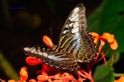 The Clipper/Butterfly House, Missouri