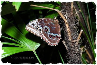 Common Blue Morpho/Butterfly House, Missouri