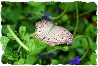 Grey Pansy/Butterfly House, Missouri