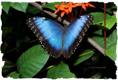 Common Blue Morpho/Butterfly House, Missouri