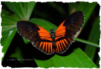 Hybrid Heliconius/Butterfly House, Missouri