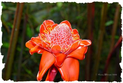 Missouri Botanical Gradens