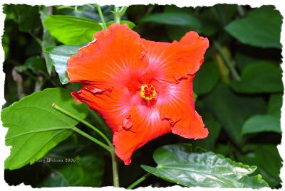 Missouri Botanical Gradens