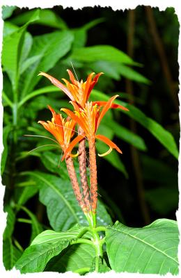 Missouri Botanical Gradens