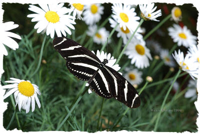Zebra Longwing/Arizona Botanical Gardens